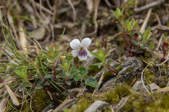 Image of Viola senzanensis Hayata