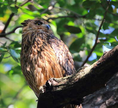 Image of Tawny Fish Owl