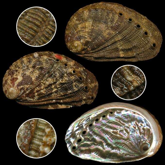 Image of Abalone