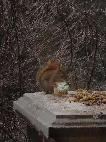 Image of pine squirrel