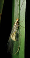 Image of scarce orange-headed lacewing