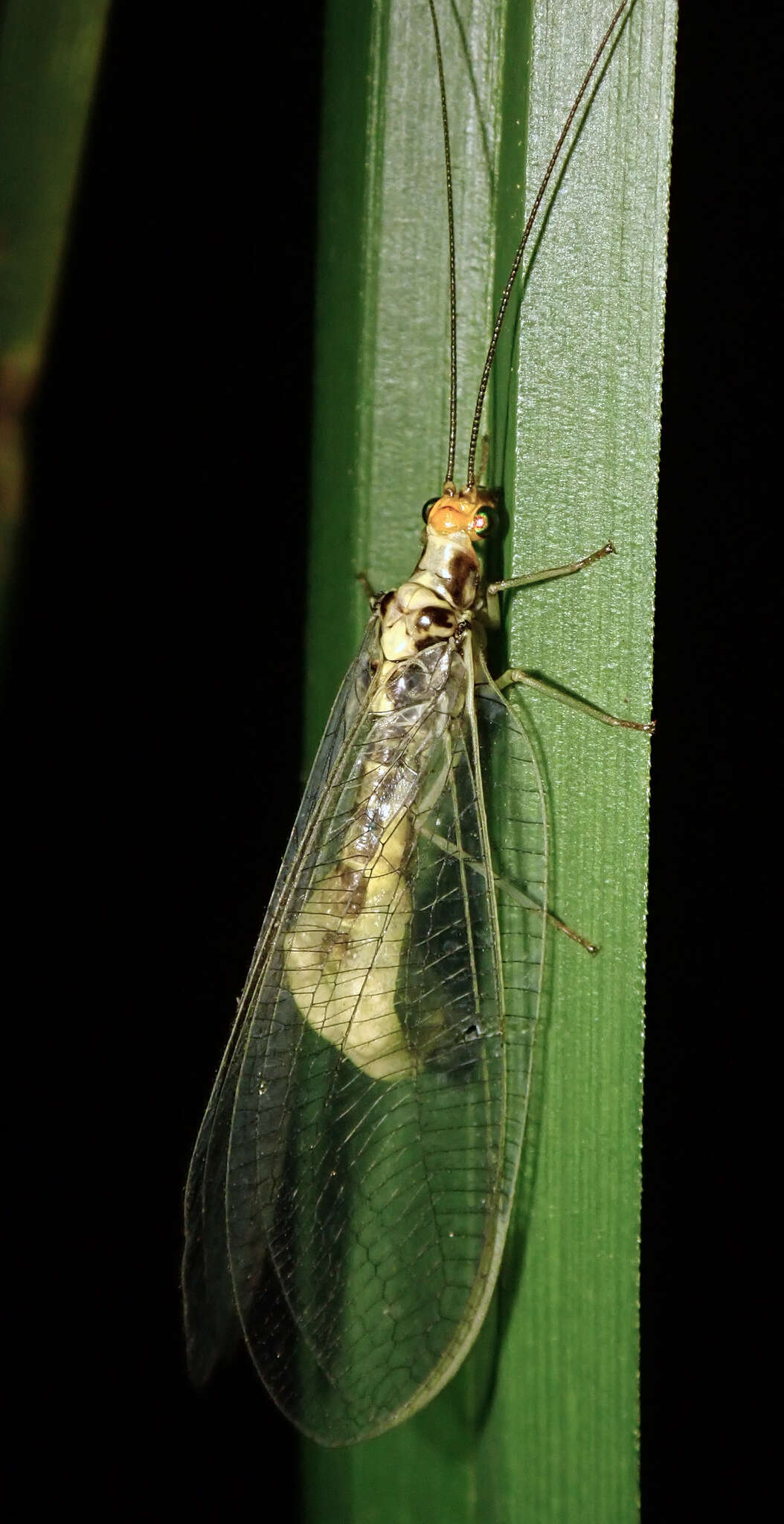 Image of scarce orange-headed lacewing