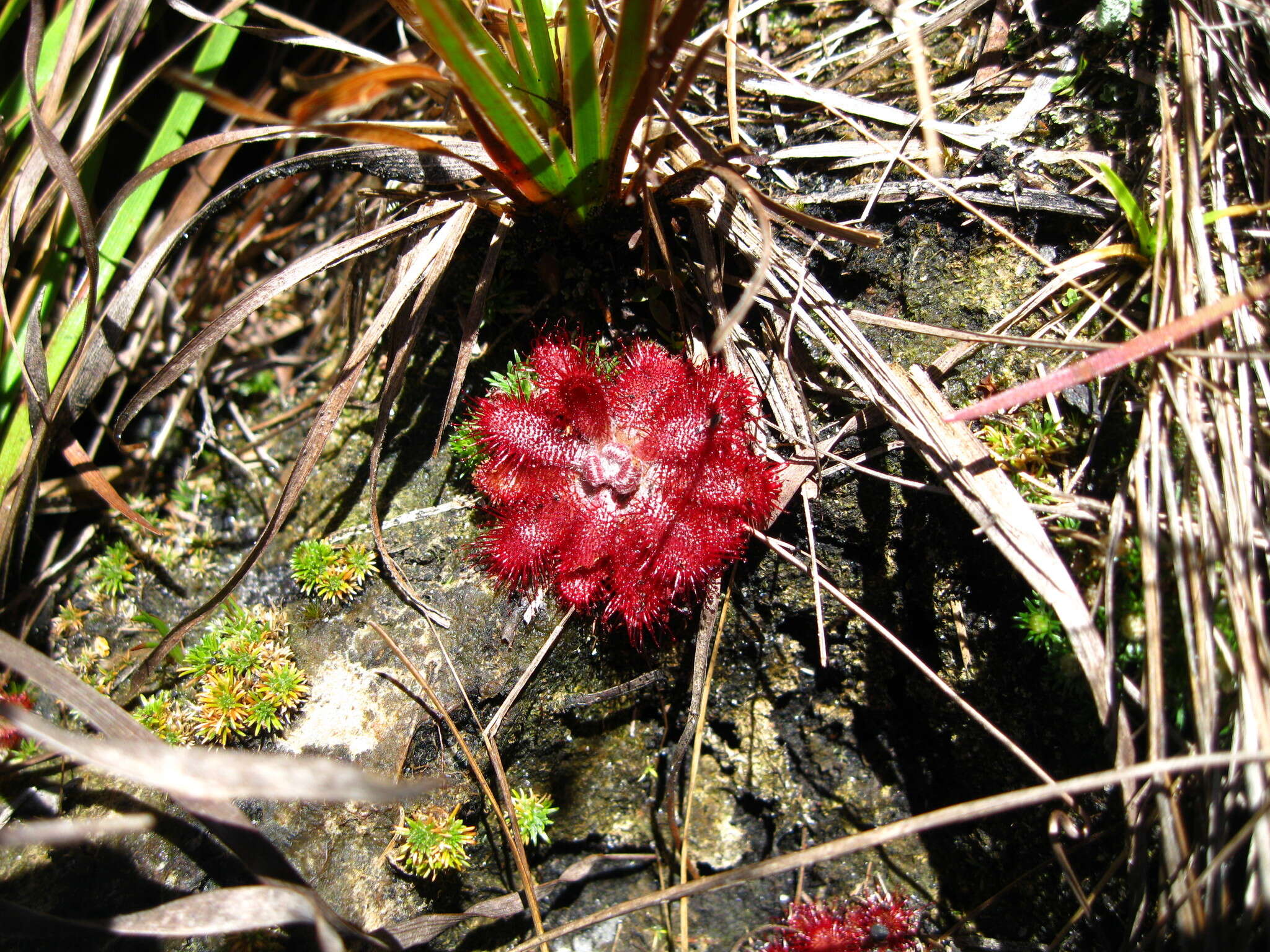 Drosera montana var. tomentosa (St. Hil.) Diels的圖片