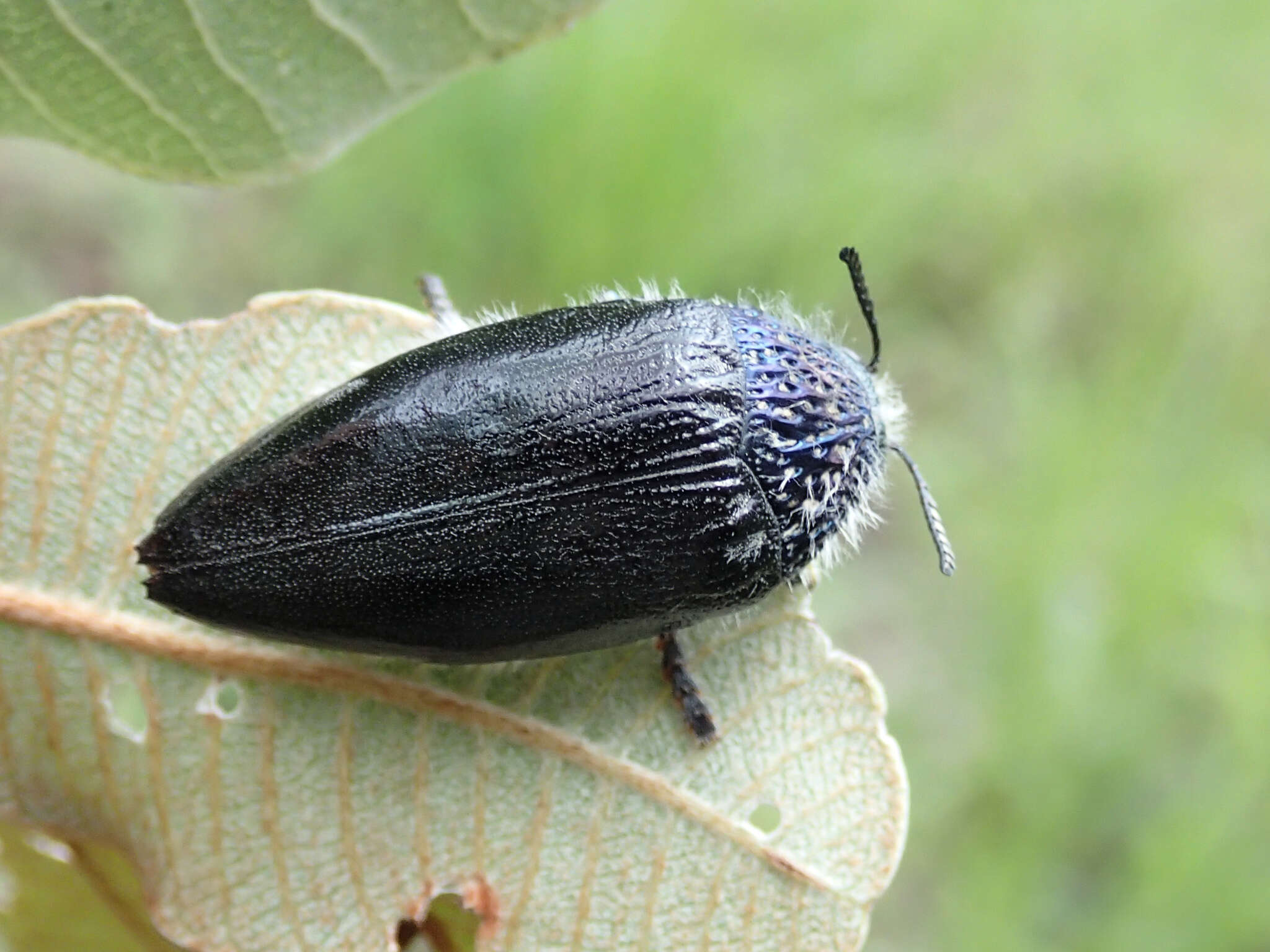 صورة Sternocera orissa variabilis Kerremans 1886