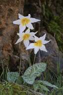 Image of Erythronium shastense D. A. York, J. K. Nelson & D. W. Taylor