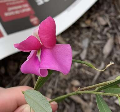 Sphenostylis angustifolia Sond.的圖片