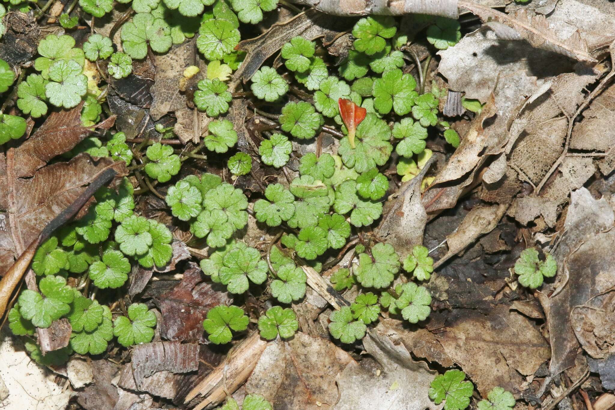 Image of Hydrocotyle microphylla A. Cunn.