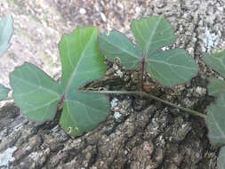 Cissus trifoliata (L.) L. resmi