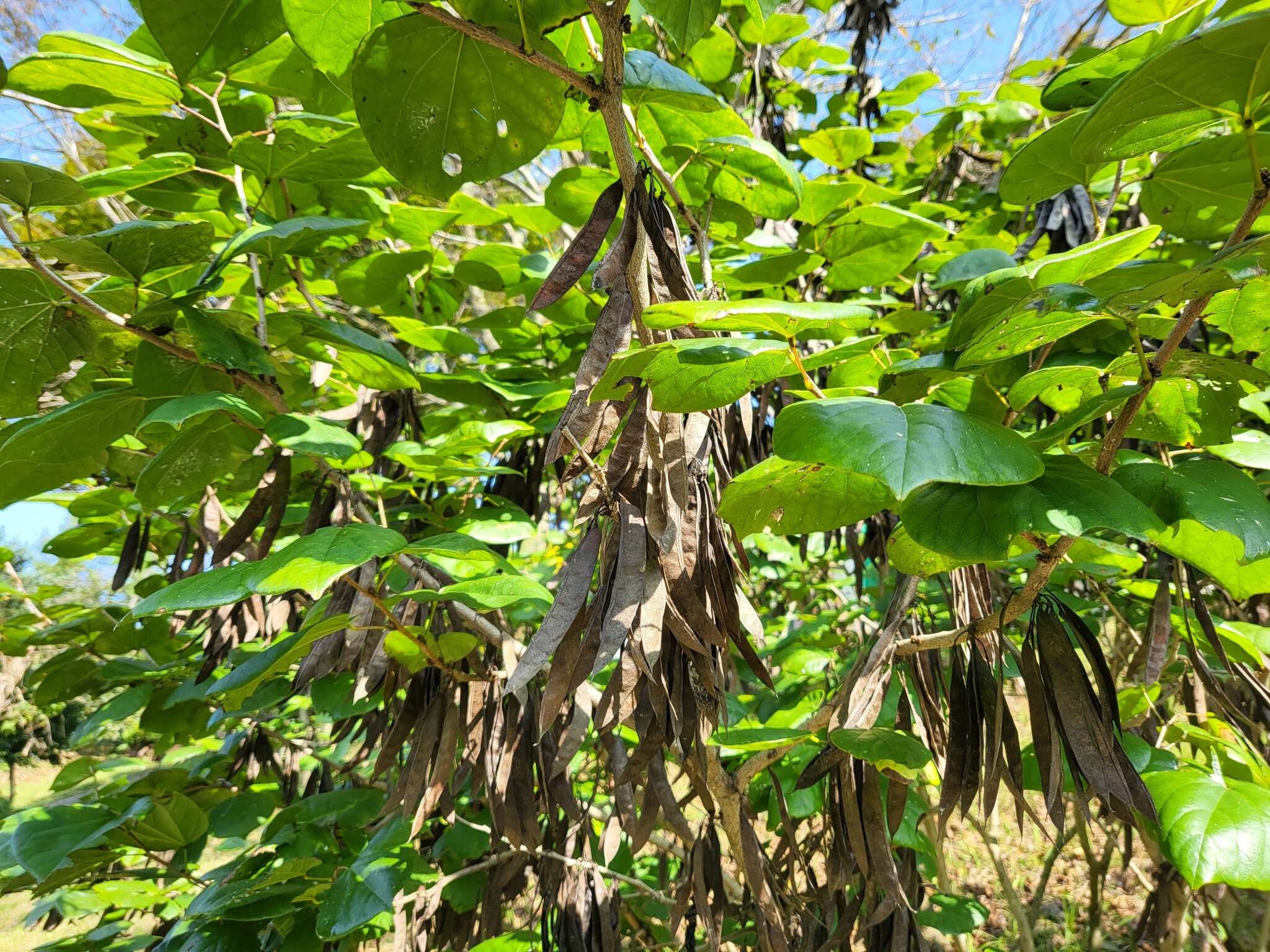 Imagem de Cercis chinensis Bunge