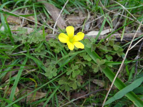 Oxalis perennans Haw.的圖片