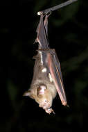 Image of Diadem Horseshoe-bat