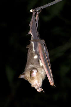 Hipposideros diadema (É. Geoffroy Saint-Hilaire 1813) resmi