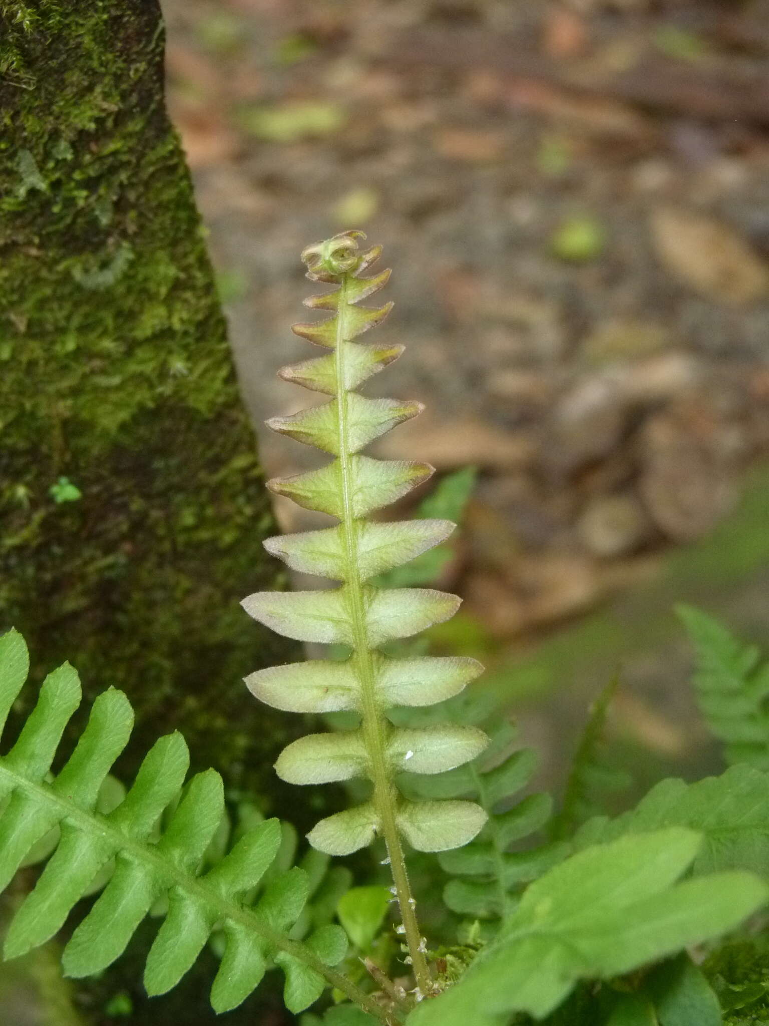 Image of Narrow-Leaf Mid-Sorus Fern