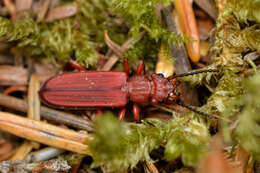 Image of Red Flat Bark Beetle