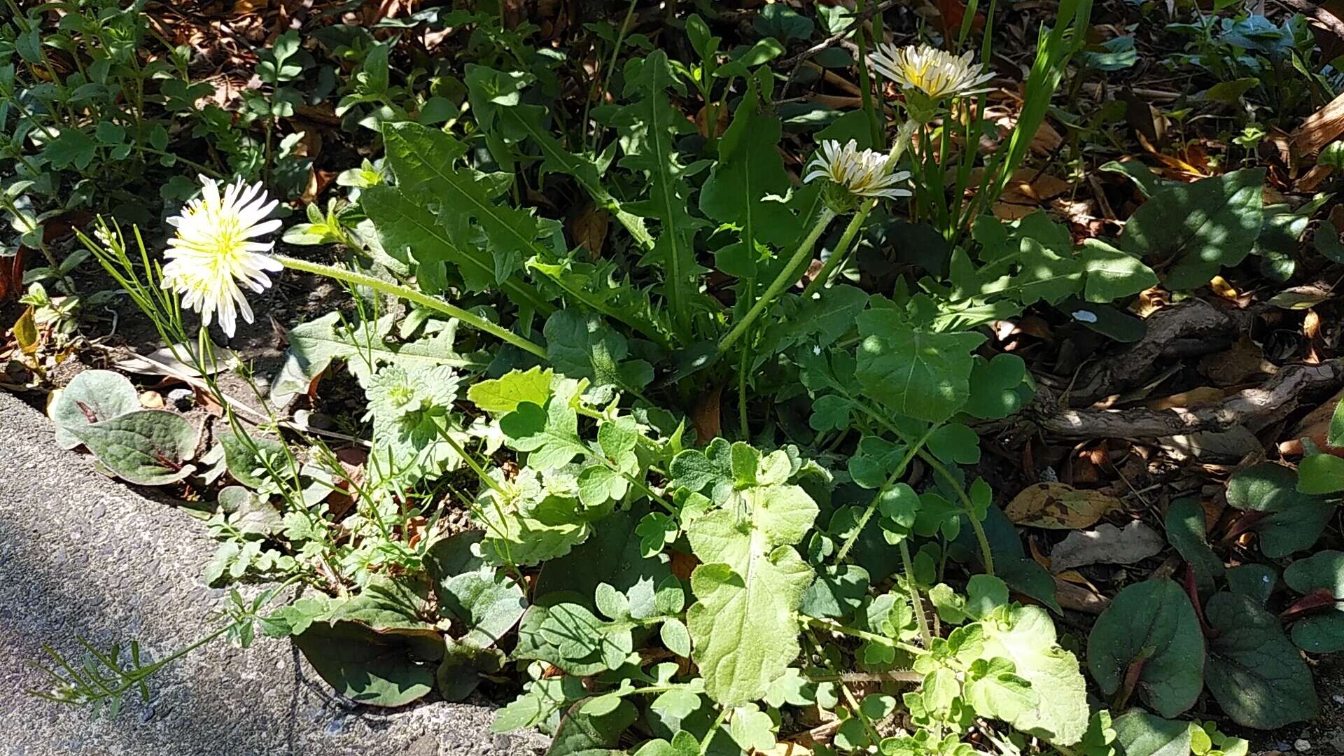 Image de Taraxacum albidum Dahlst.