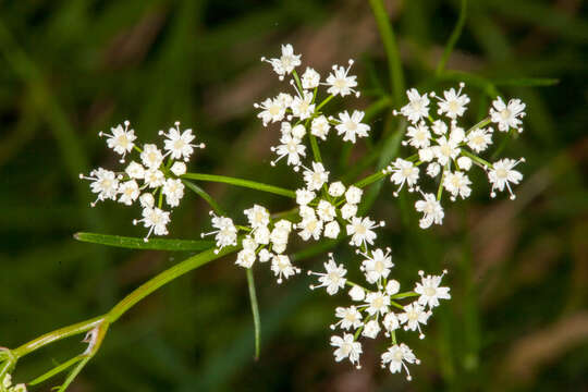 Image de Conopodium