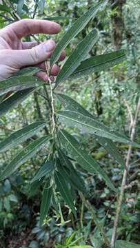 Image of Cestrum cristinae D. A. Soto