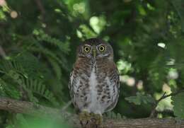 Image of Cuban Pygmy Owl