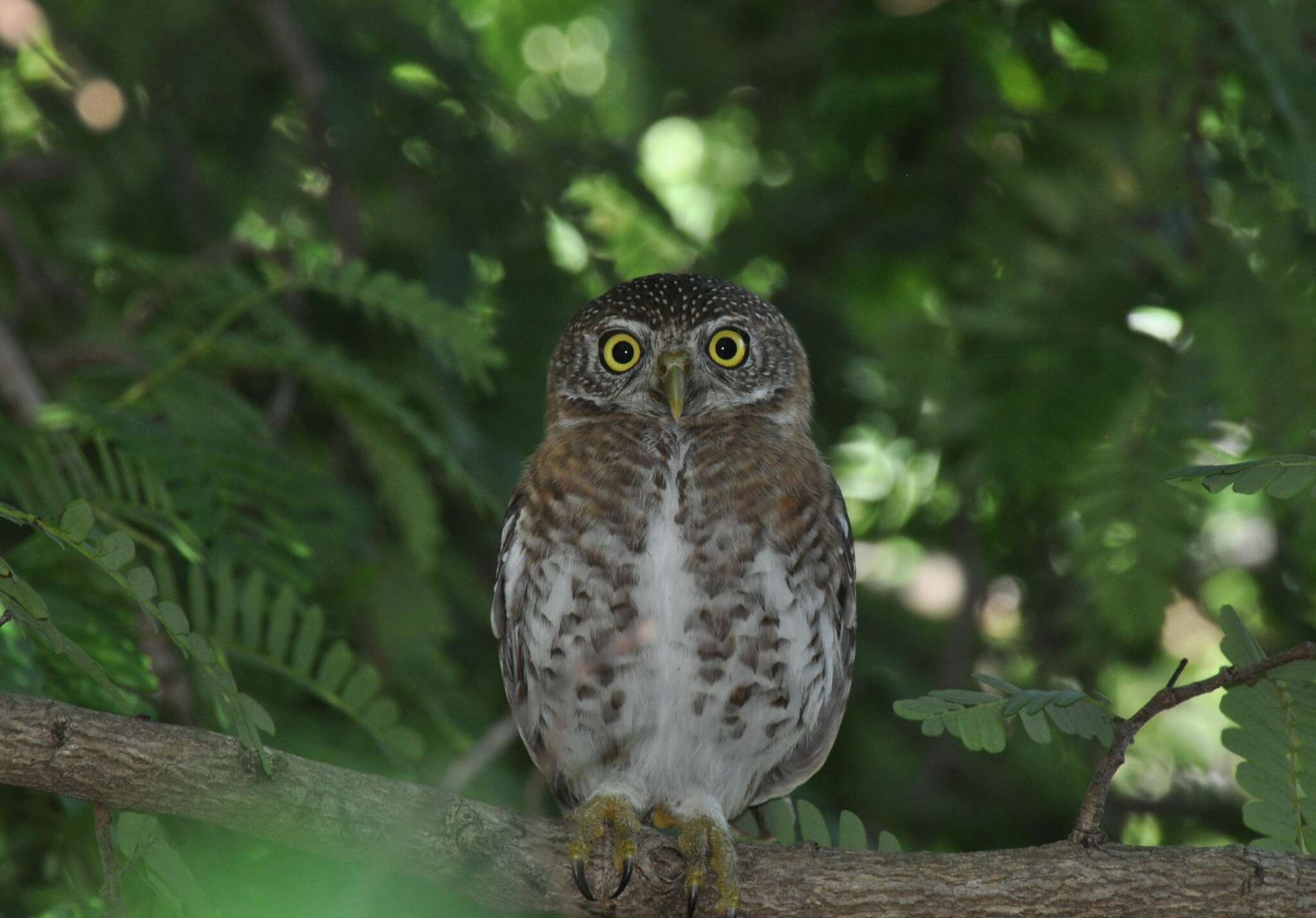 Image of Cuban Pygmy Owl