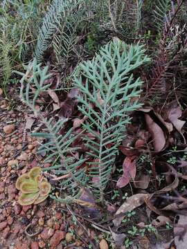 Image of Banksia bipinnatifida (R. Br.) A. R. Mast & K. R. Thiele