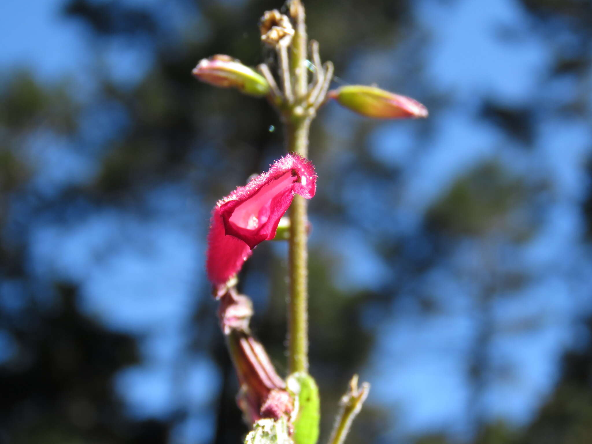 Image of Salvia nervata M. Martens & Galeotti