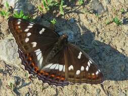 Image of poplar admiral