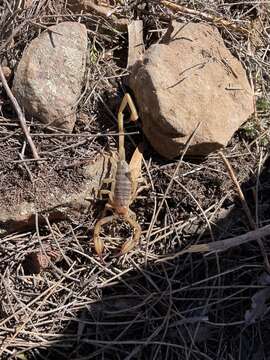 Urodacus elongatus L. E. Koch 1977 resmi