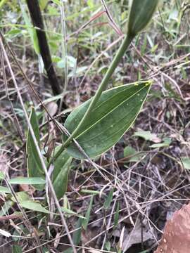 Image of Epistephium sclerophyllum Lindl.