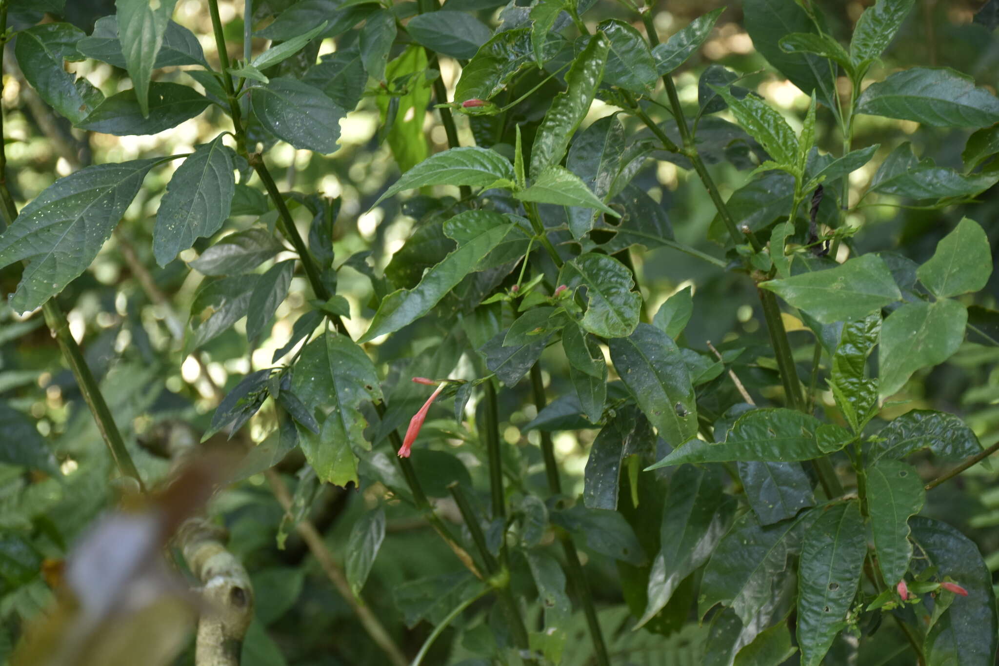 Image of Ruellia angustiflora (Nees) Lindau