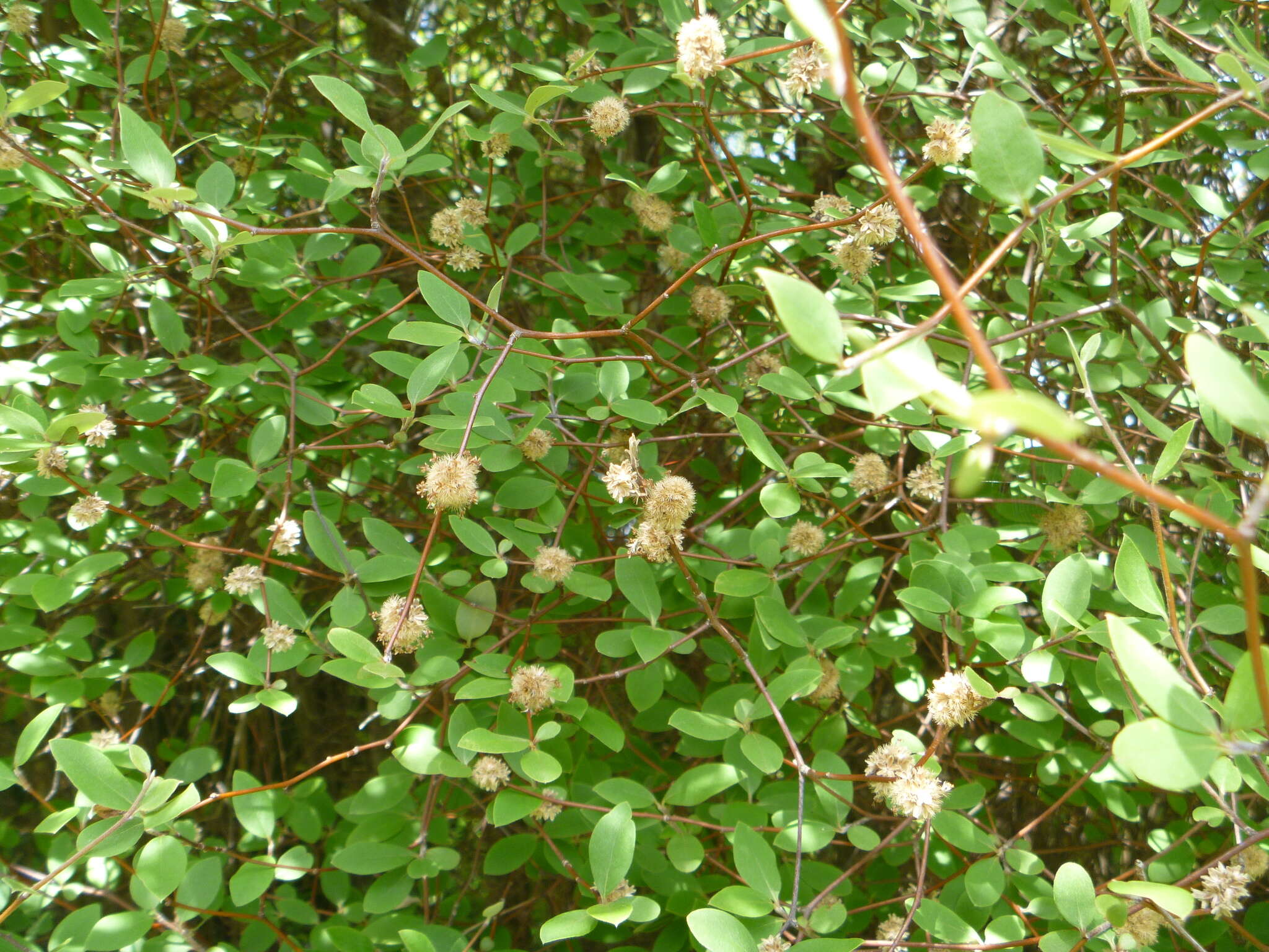 Image of Fragrant tree daisy