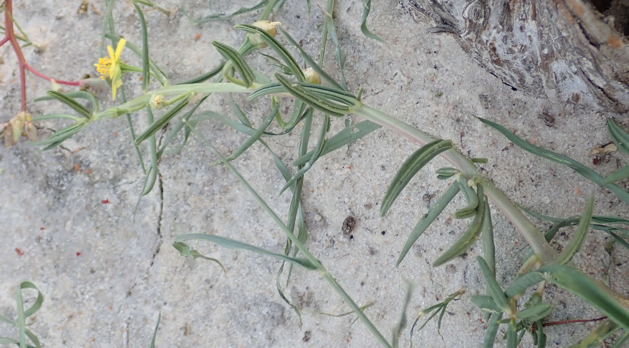 Image of Porcupine-root