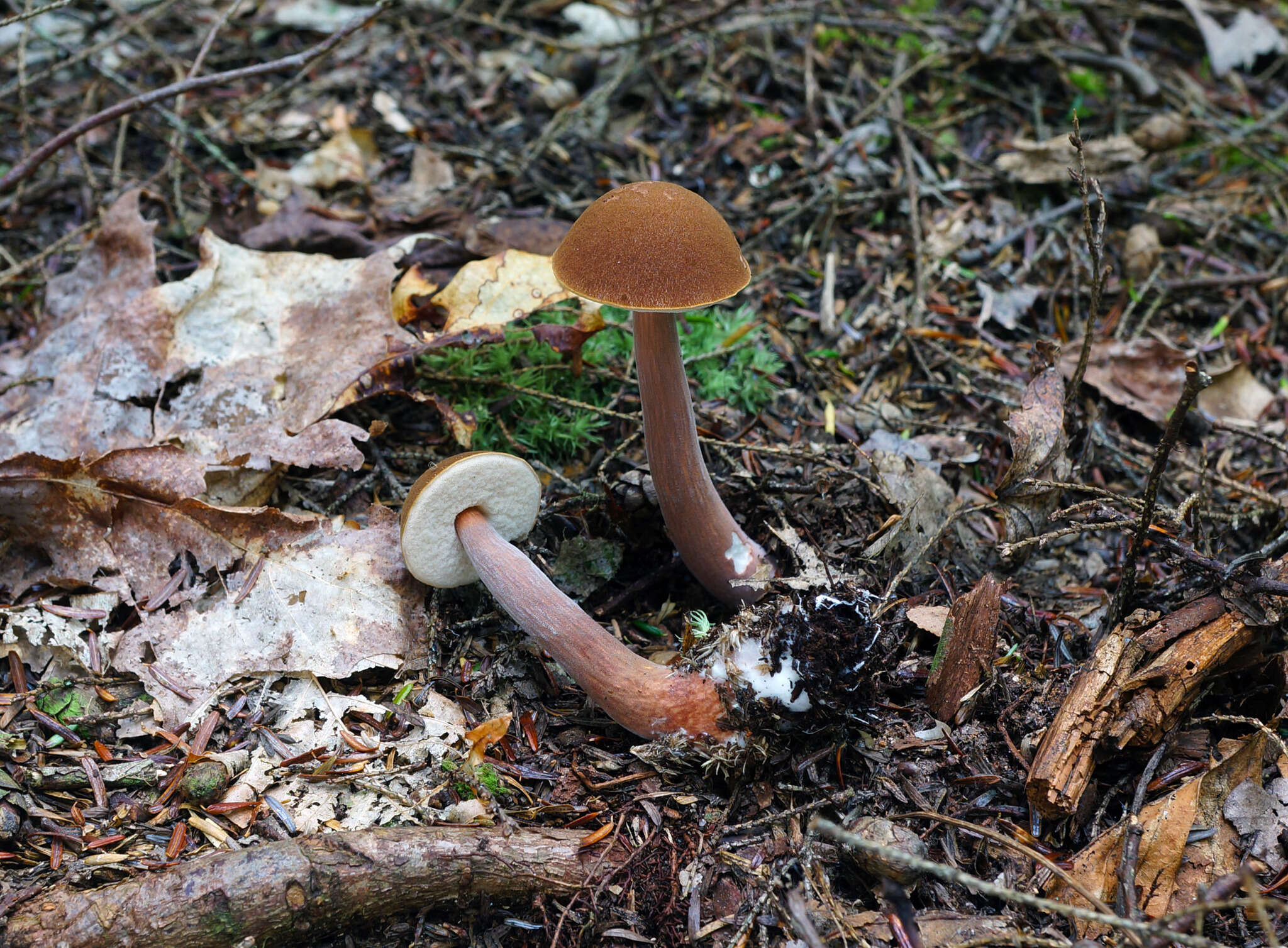 Plancia ëd Austroboletus gracilis (Peck) Wolfe 1980