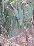 صورة Eucalyptus macrorhyncha subsp. macrorhyncha