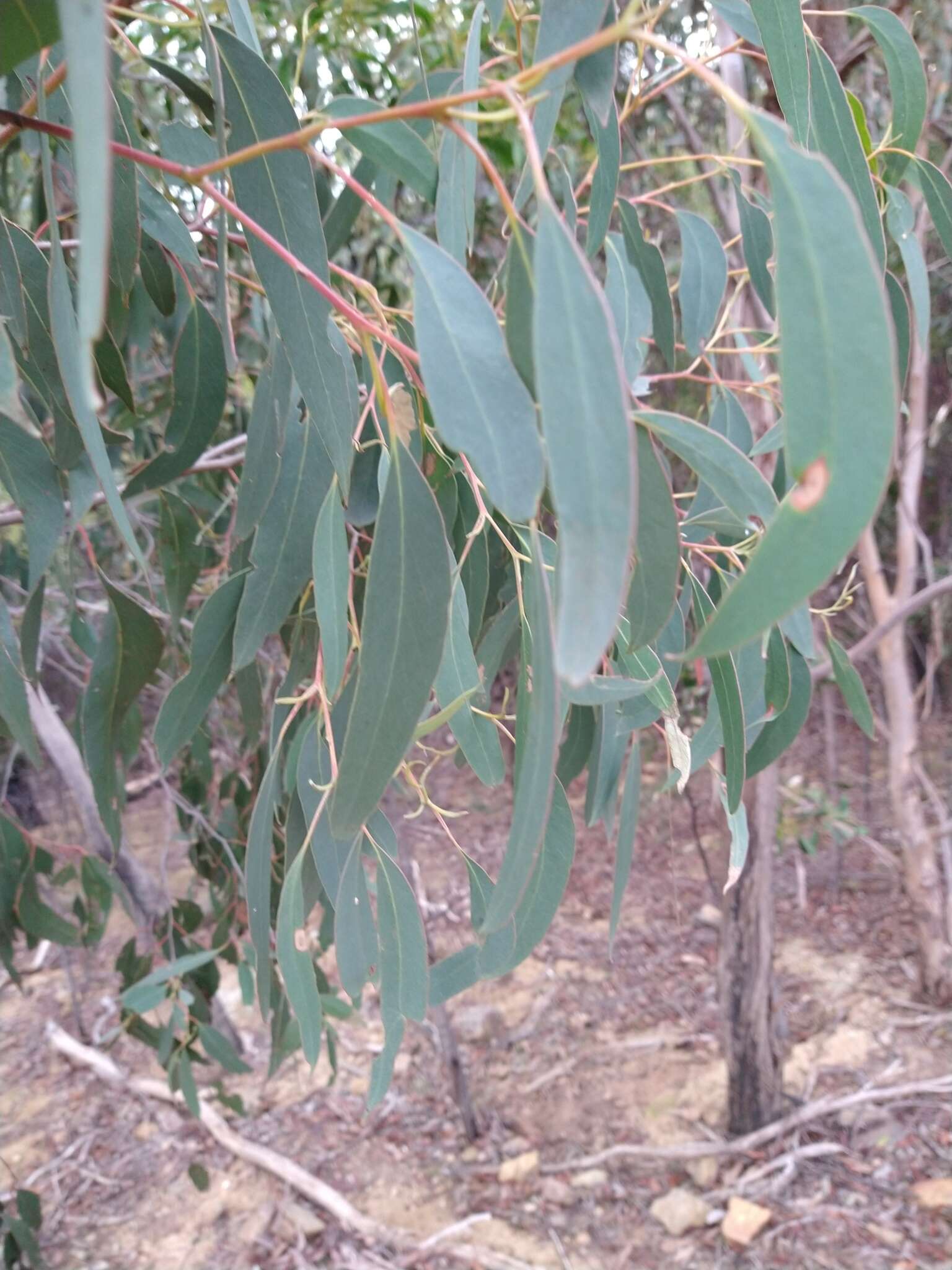 Image of Eucalyptus macrorhyncha subsp. macrorhyncha