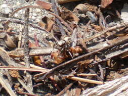 Image of Habronattus californicus (Banks 1904)