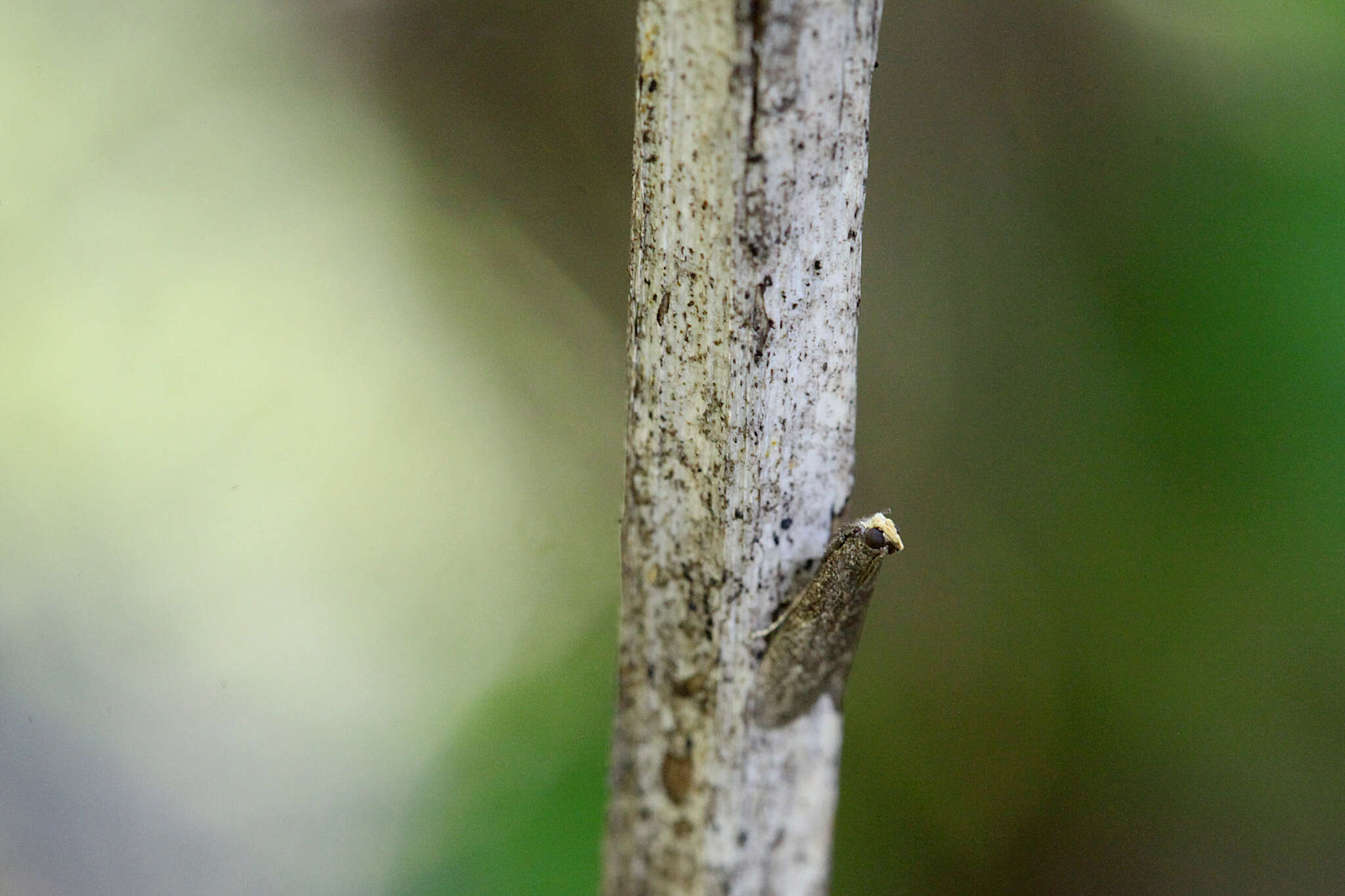 Salebriopsis albicilla Herrich-Schäffer 1849 resmi