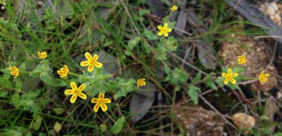 Image of Zaluzianskya divaricata (Thunb.) Walp.