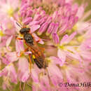 Philanthus bicinctus (Mickel 1916)的圖片