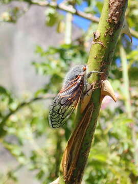 Image of Tettigades limbata Torres 1958