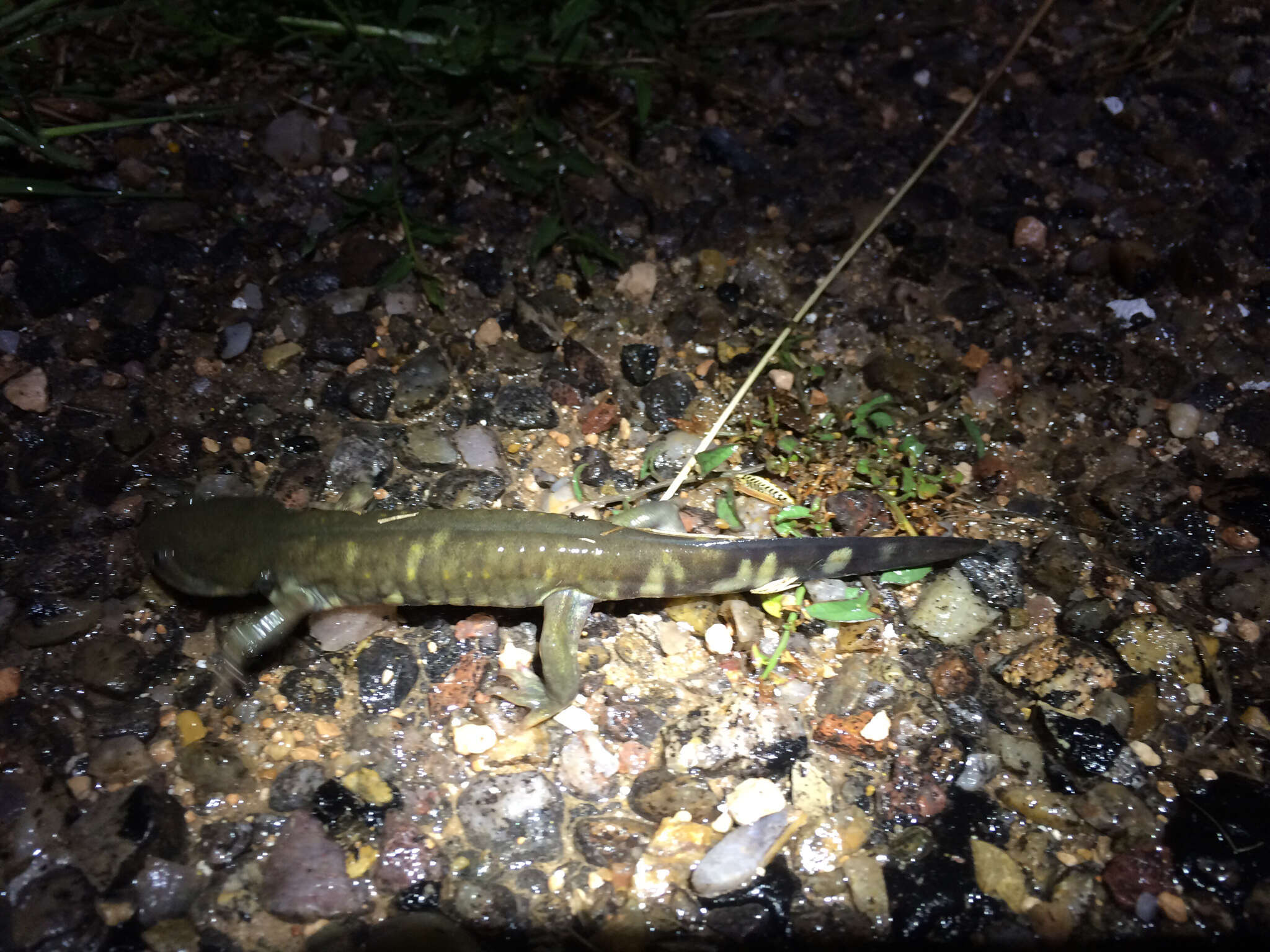 Image of Barred Tiger Salamander