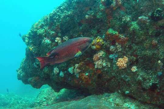 Image of Blackspot wrasse