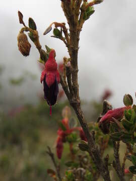 صورة Brachyotum strigosum (L. fil.) Triana