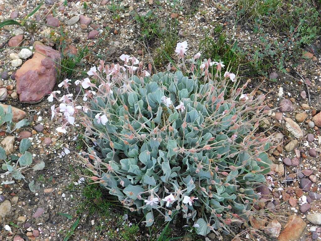 Image of Pelargonium ovale (Burm. fil.) L'Her.