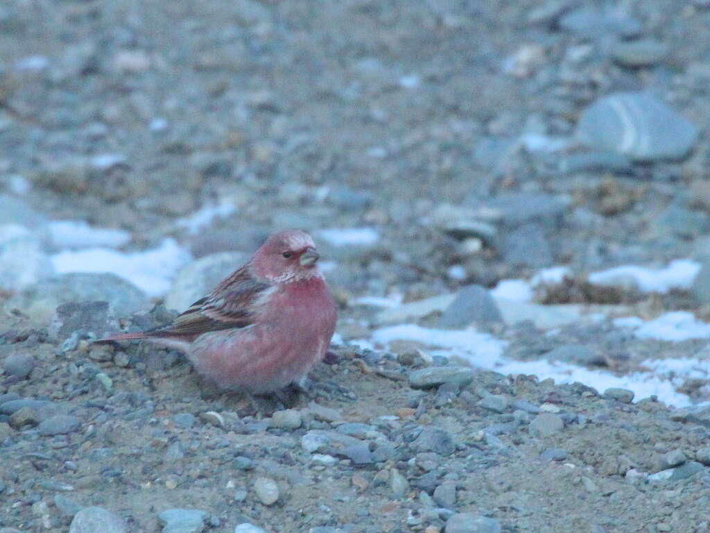 Imagem de Carpodacus roseus (Pallas 1776)