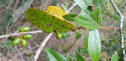 Image of Litsea australis B. P. M. Hyland