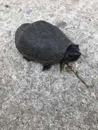 Image of Loggerhead Musk Turtle