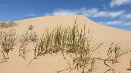 Image of desert panicgrass