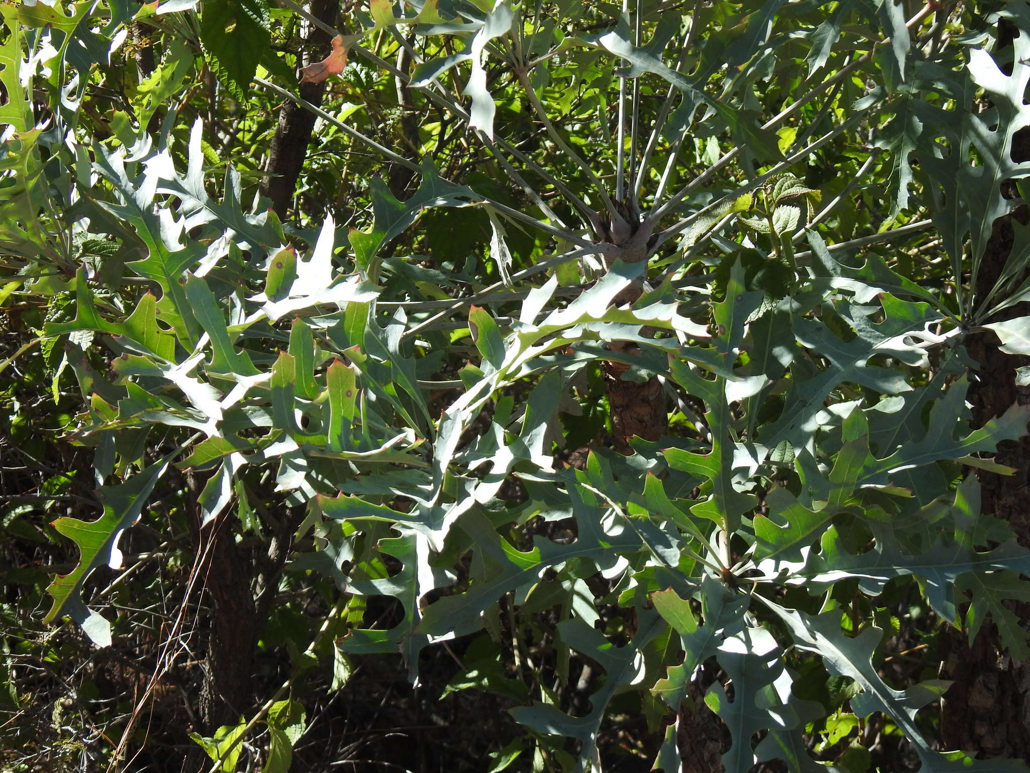 Image of Highveld Cabbage Tree