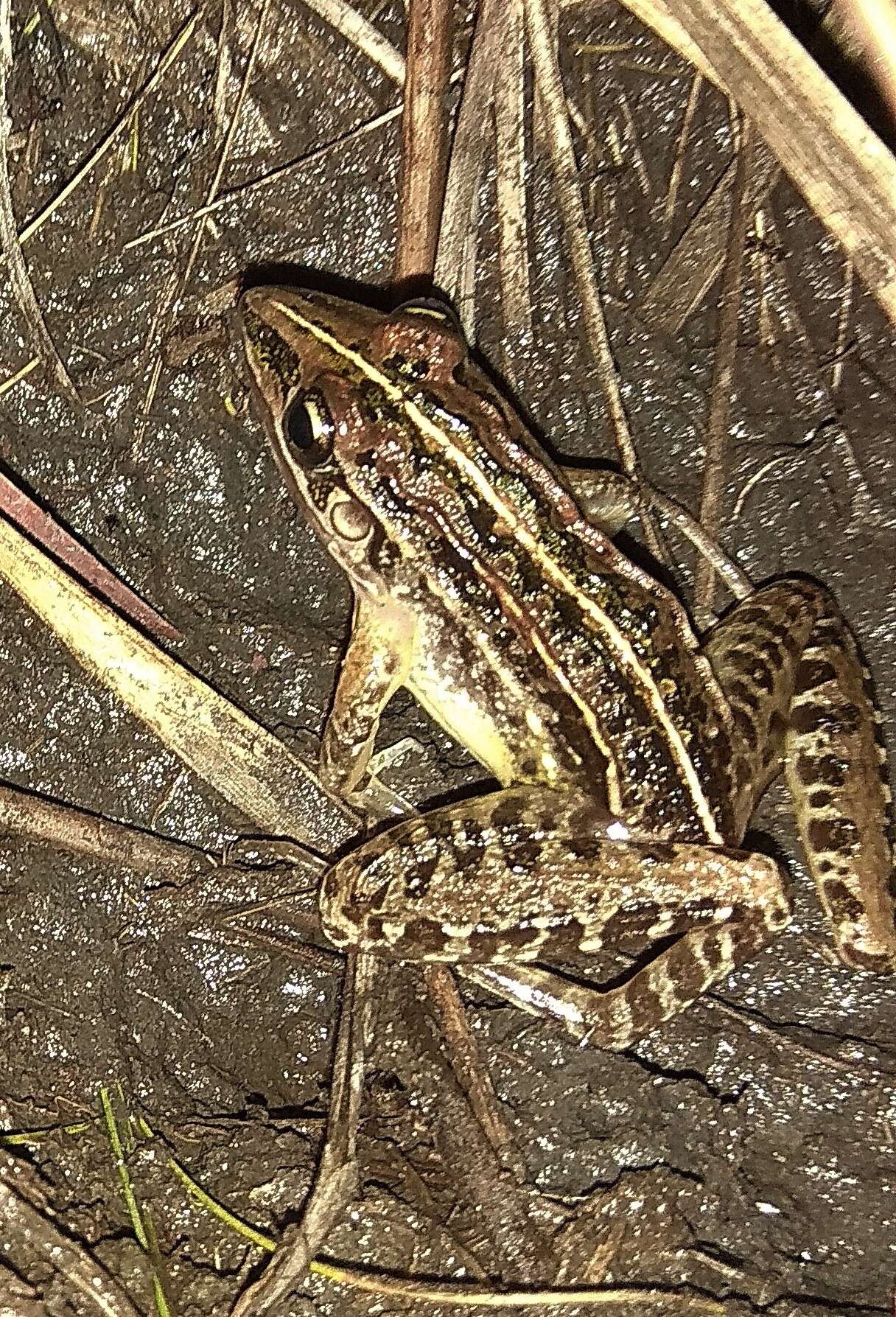 Image of Leptodactylus furnarius Sazima & Bokermann 1978