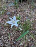 Image de Calochortus lyallii Baker